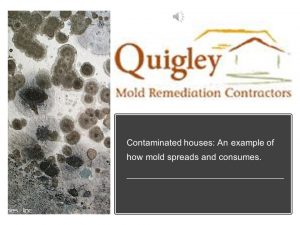 How mold spreads thumbnail