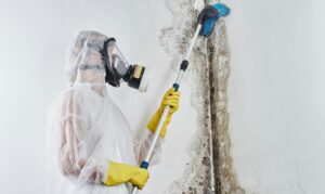 person scrubbing mold from wall