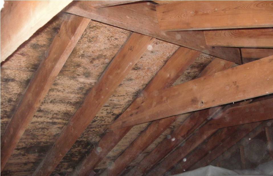 attic-mold-remediation-framingham-ma Photo showing visible attic mold growth on roof sheathing and rafters in a Framingham MA home. This type of contamination is often caused by poor ventilation and moisture buildup and can be removed through professional attic mold remediation services.