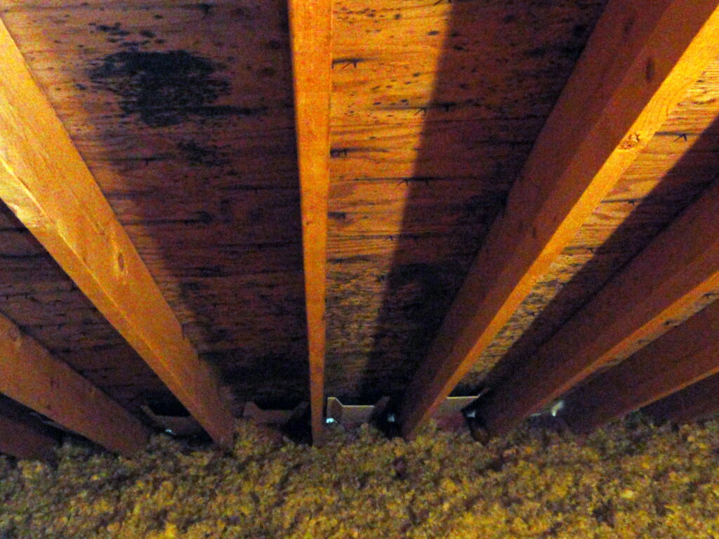 Black attic mold on roof decking before remediation in Shrewsbury MA